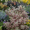 Pittosporum Elisabeth, Pittospore