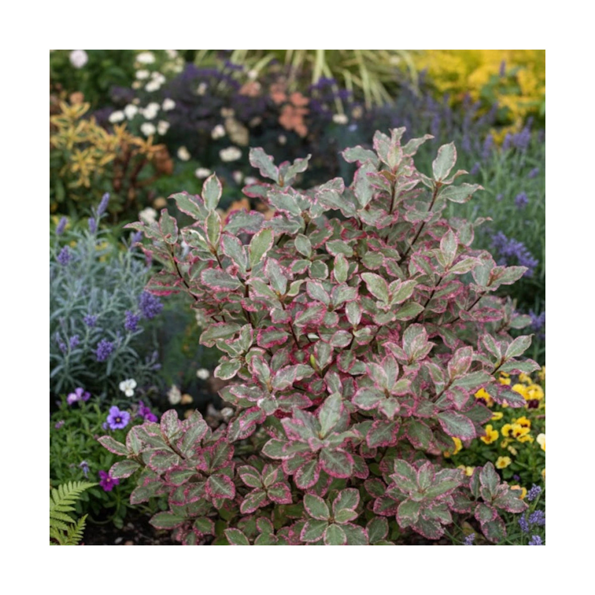 Pittosporum Elisabeth, Pittospore