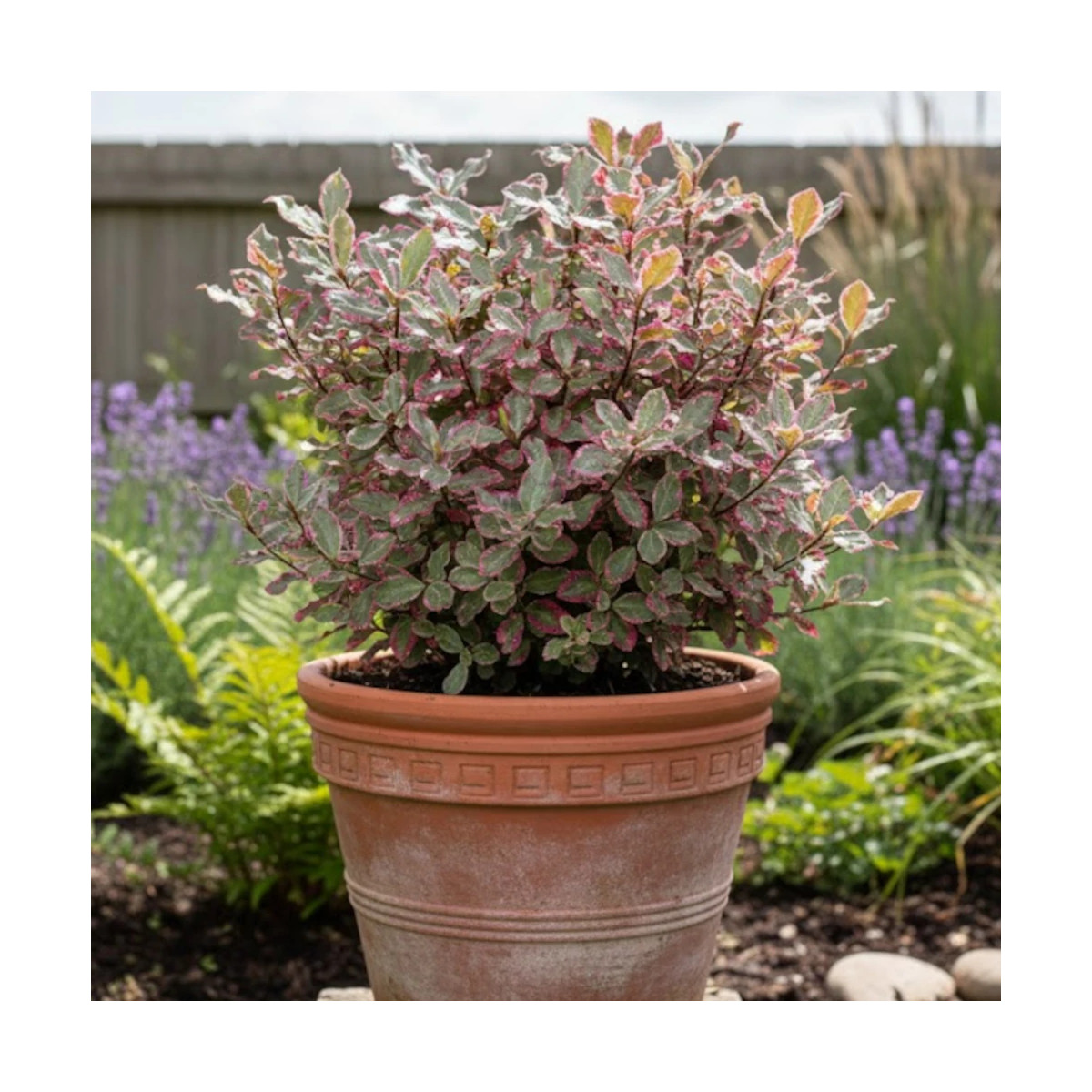 Pittosporum Elisabeth, Pittospore