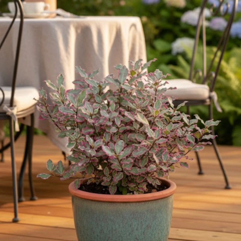Pittosporum Elisabeth, Pittospore