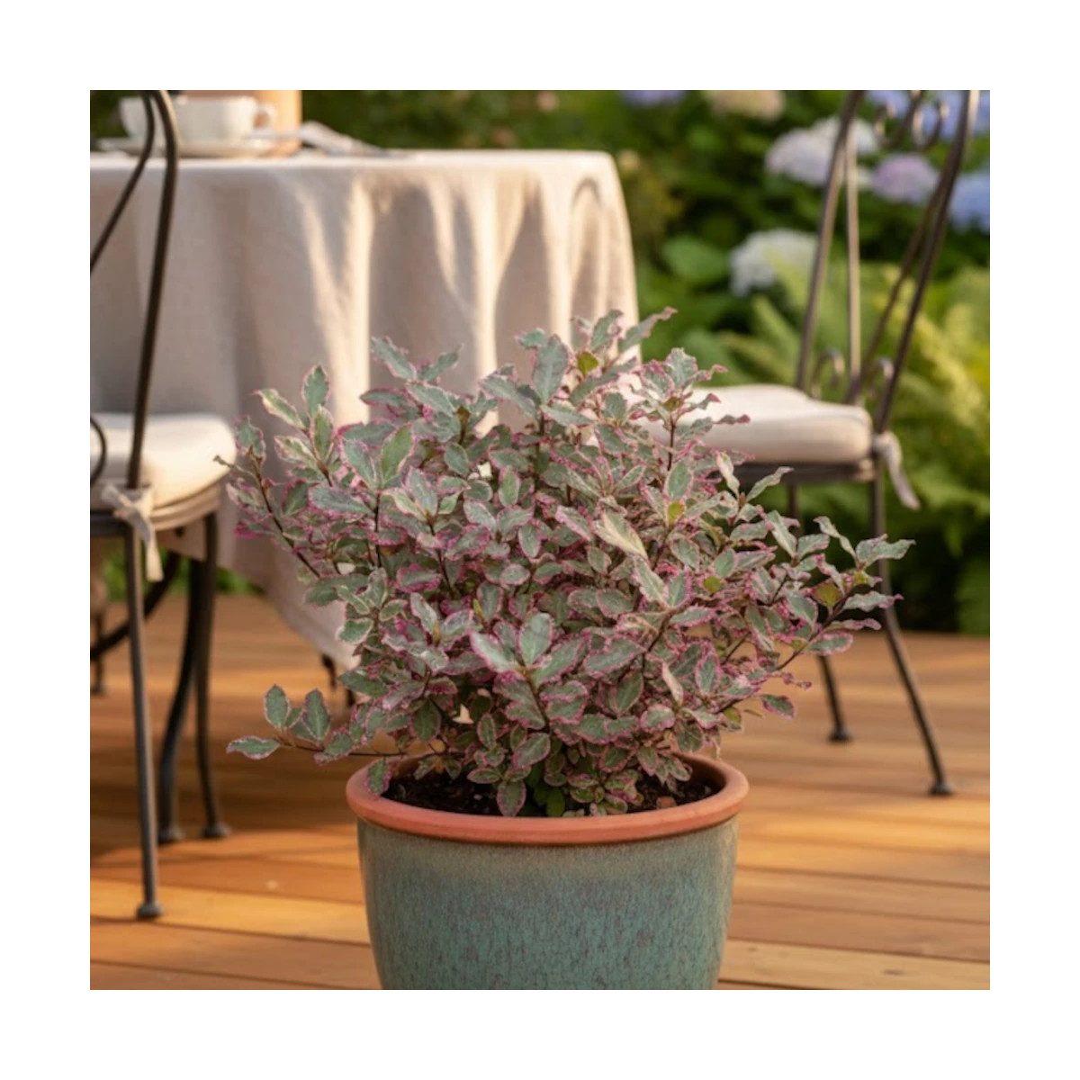 Pittosporum Elisabeth, Pittospore