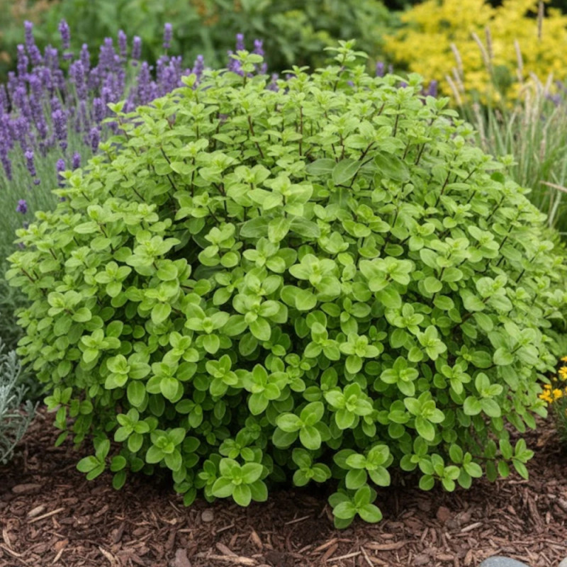 Pittosporum Golf Ball, Pittospore