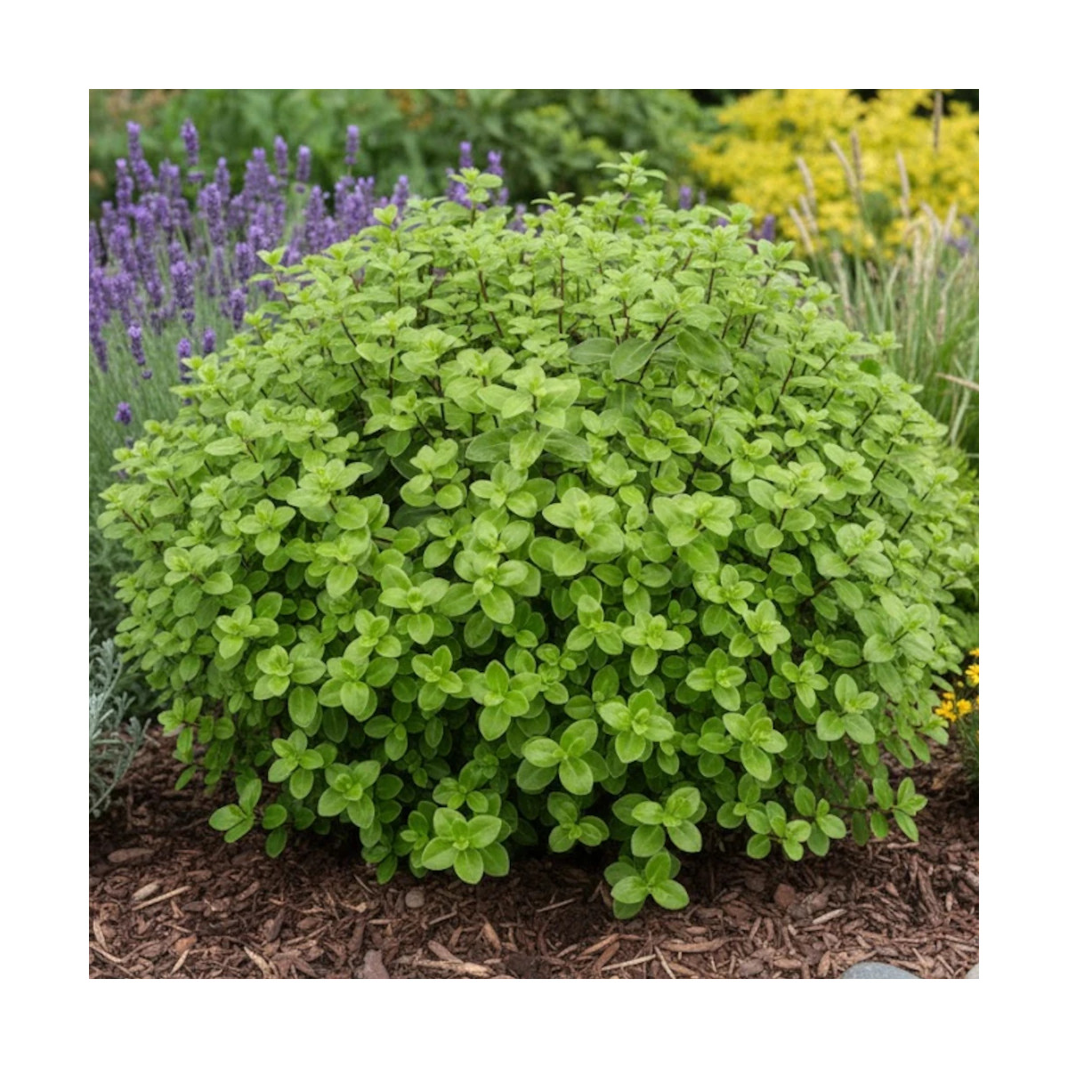 Pittosporum Golf Ball, Pittospore Pittosporum Golf Ball, Pittospore