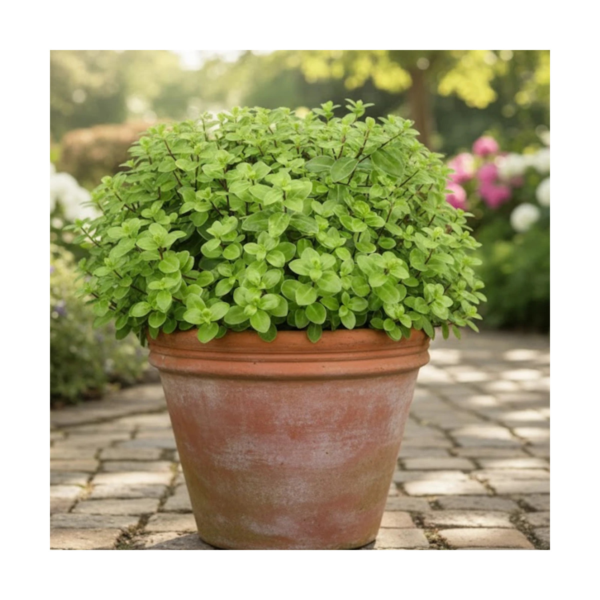 Pittosporum Golf Ball, Pittospore Pittosporum Golf Ball, Pittospore