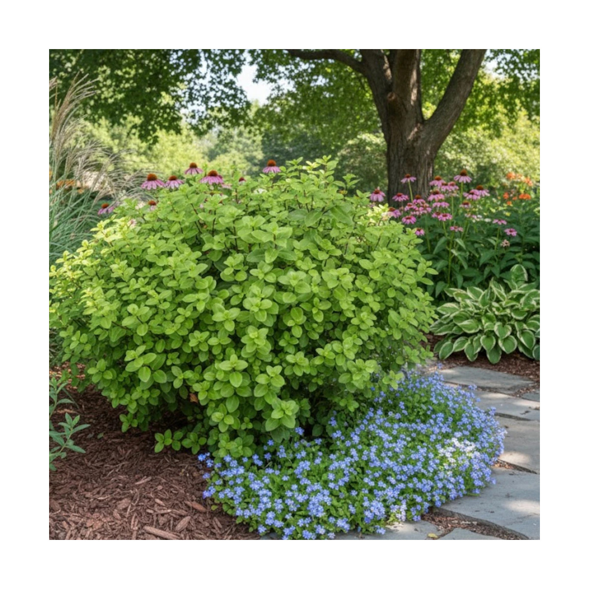 Pittosporum Golf Ball, Pittospore Pittosporum Golf Ball, Pittospore