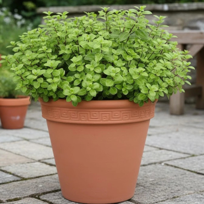 Pittosporum Golf Ball, Pittospore