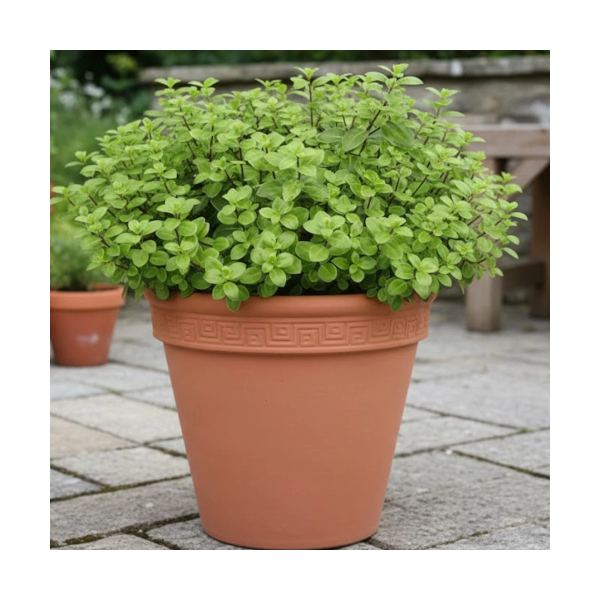 Pittosporum Golf Ball, Pittospore Pittosporum Golf Ball, Pittospore