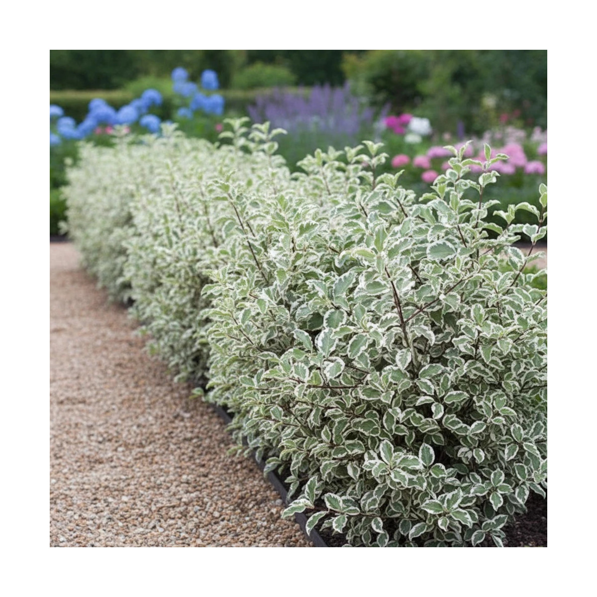 Pittosporum panaché, Pittospore