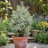 Pittosporum panaché, Pittospore