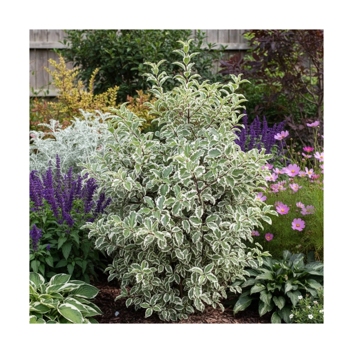 Pittosporum panaché, Pittospore