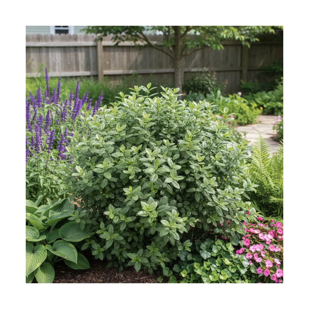 Pittosporum Silver Ball, Pittospore