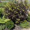 Pittosporum Tom Thumb - SILENCE, ça pousse !, Pittospore