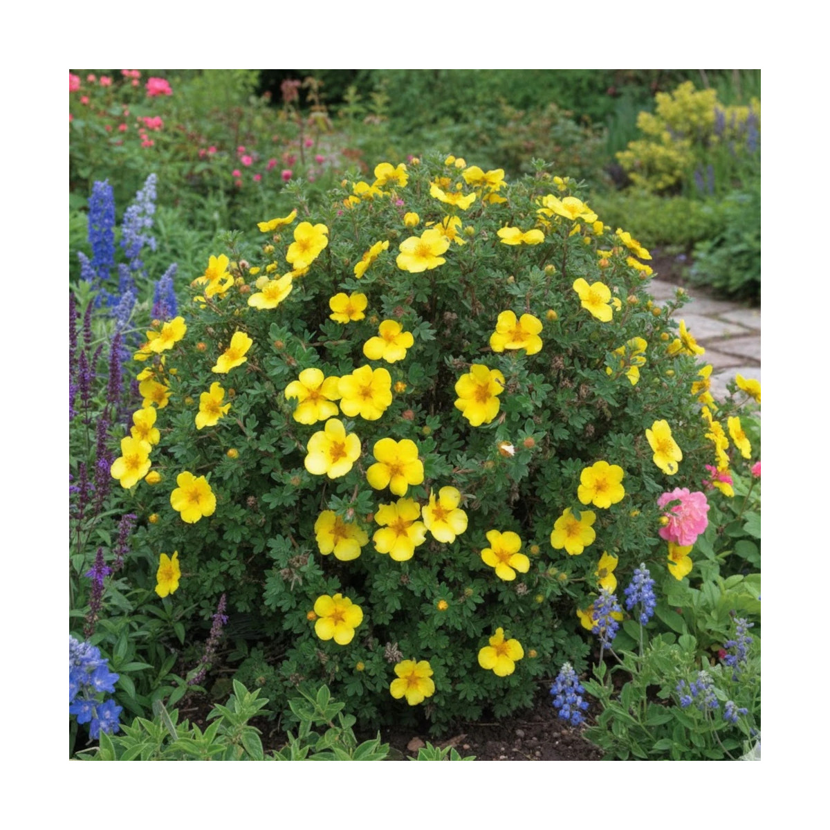 Potentille arbustive Arbuscula, Potentilla Potentille arbustive Arbuscula, Potentilla