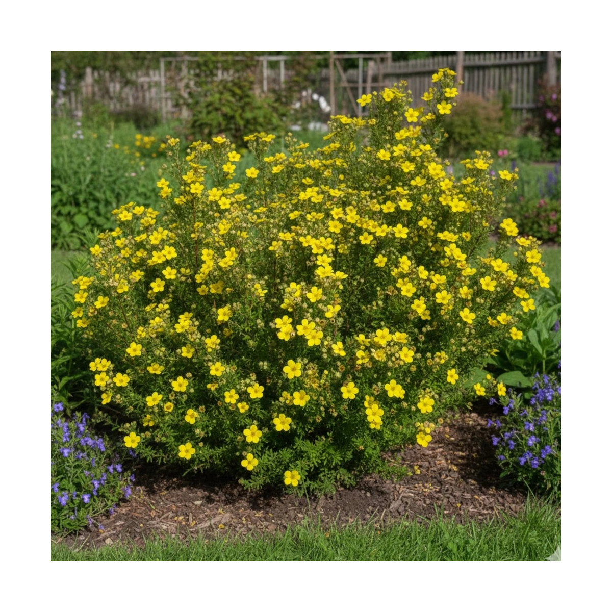 Potentille arbustive Bella Lindsey 'Hendlin', Potentilla