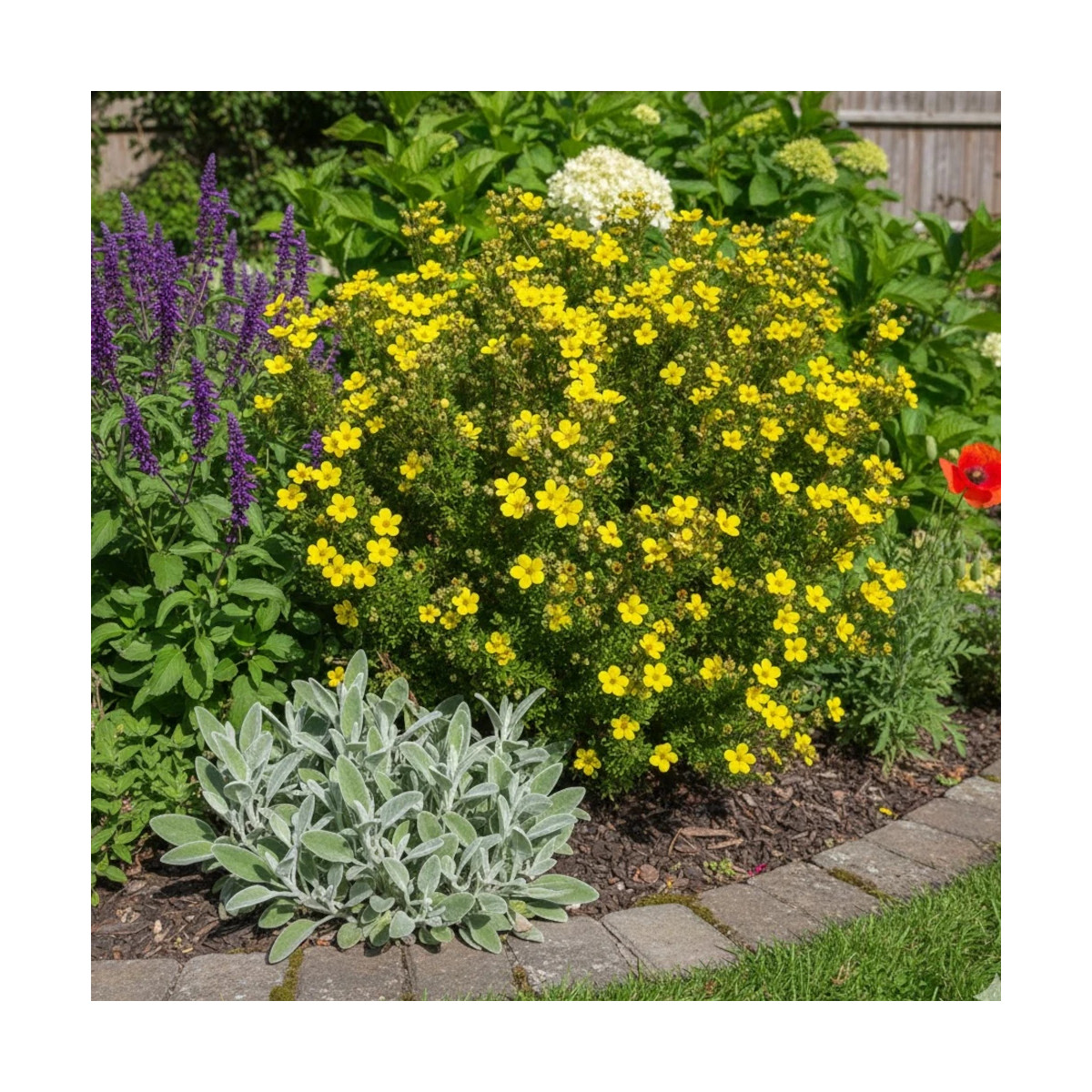 Potentille arbustive Bella Lindsey 'Hendlin', Potentilla