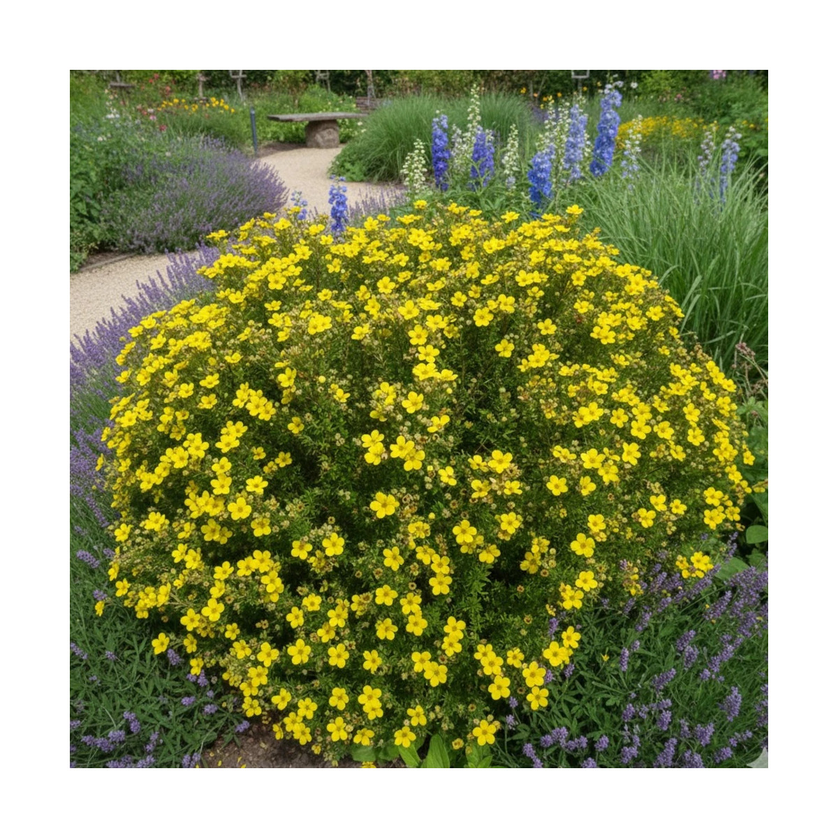 Potentille arbustive Bella Lindsey 'Hendlin', Potentilla