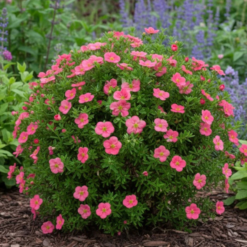 Potentille arbustive Bellissima® - SILENCE, ça pousse !, Potentilla