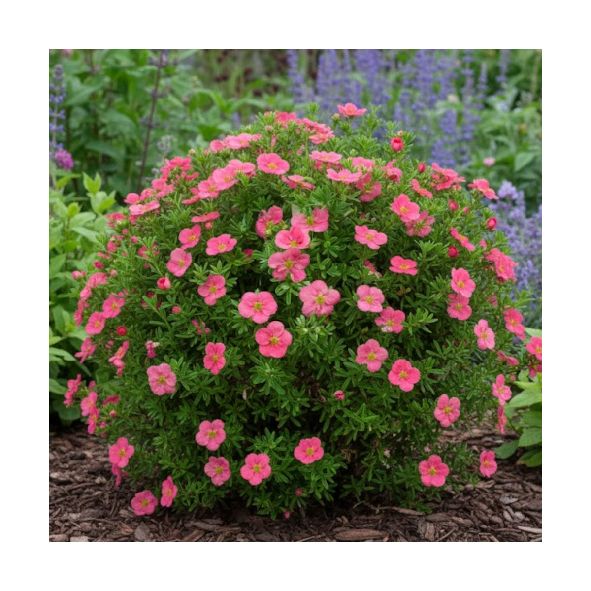 Potentille arbustive Bellissima® - SILENCE, ça pousse !, Potentilla
