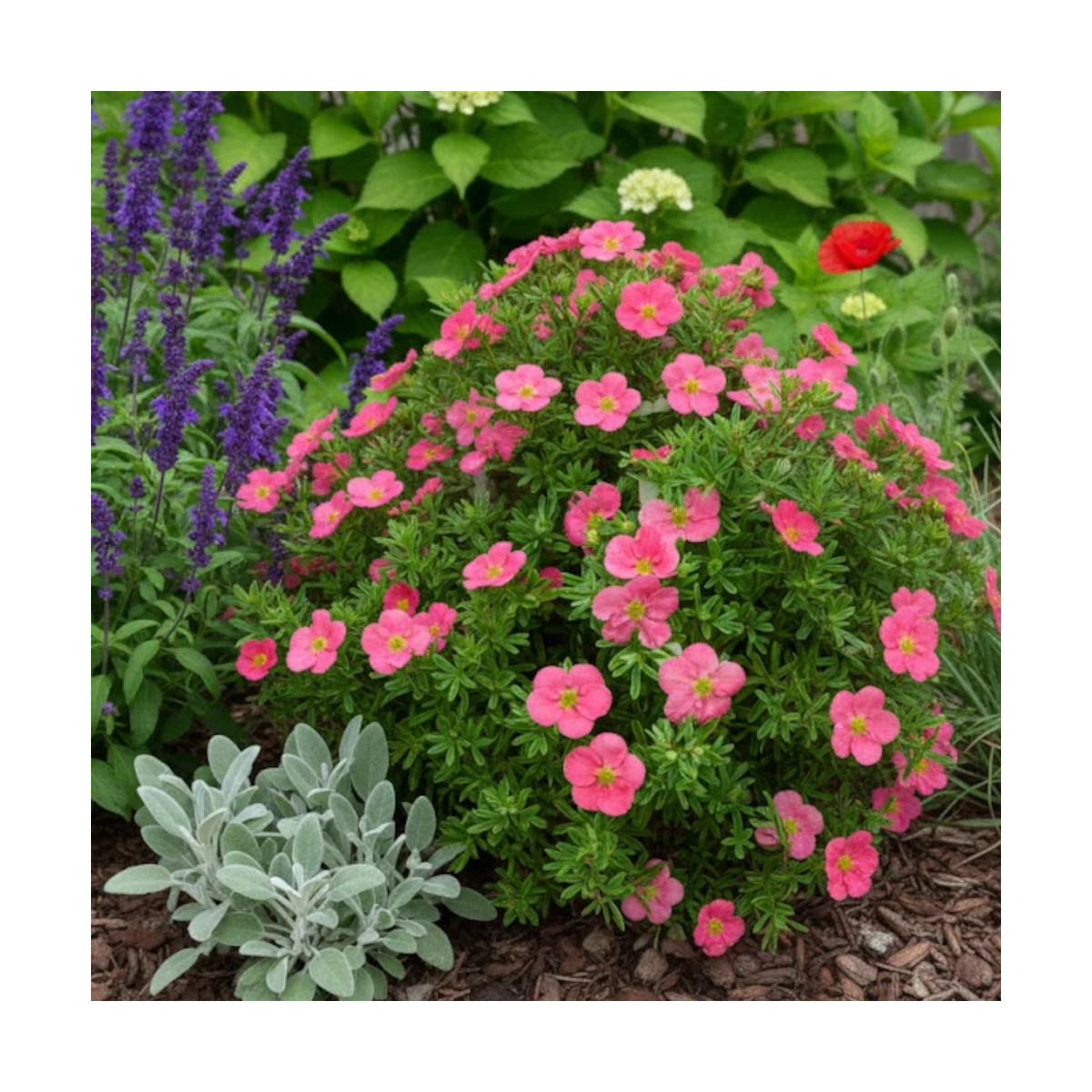Potentille arbustive Bellissima® - SILENCE, ça pousse !, Potentilla