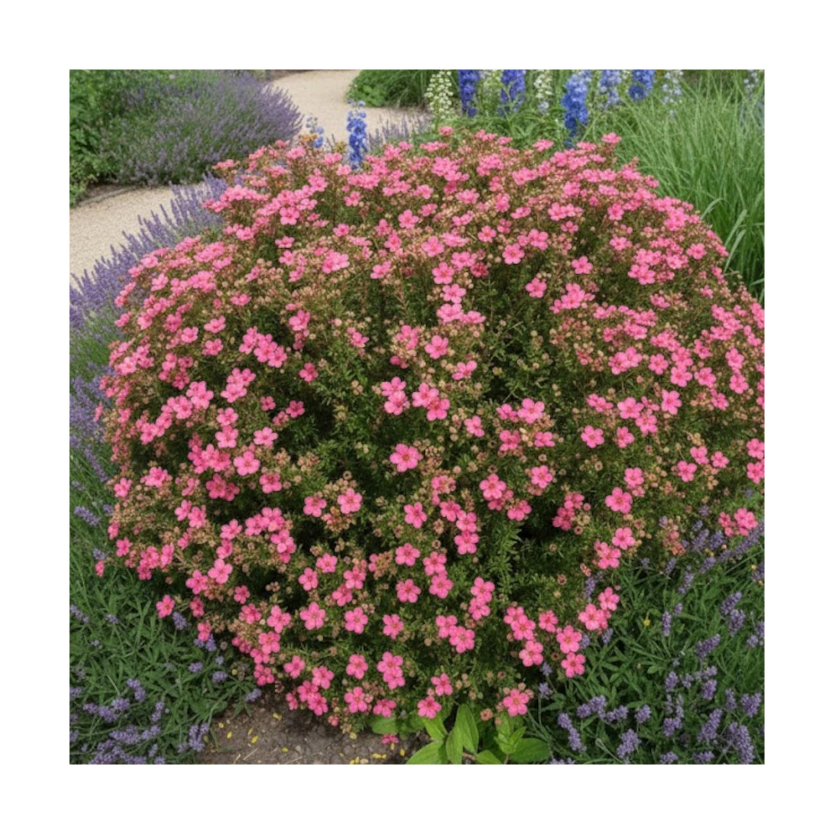 Potentille arbustive Bellissima® - SILENCE, ça pousse !, Potentilla