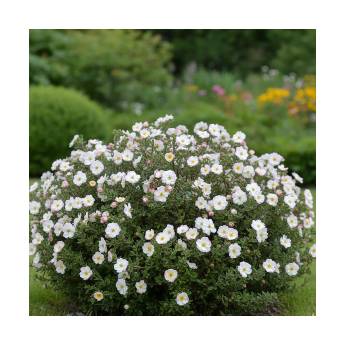 Potentille arbustive Double Punch® Cream 'MINCRERO01', Potentilla
