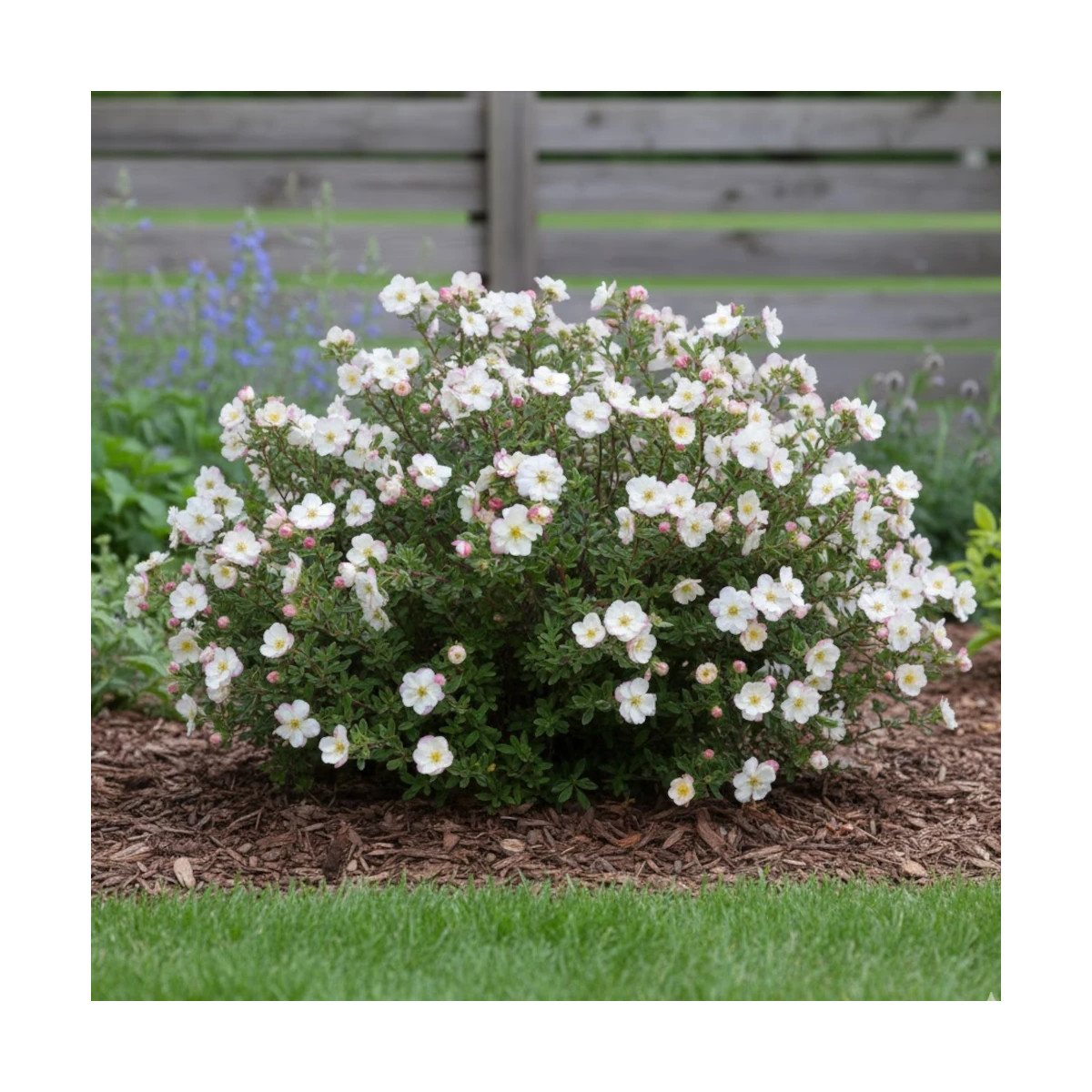 Potentille arbustive Double Punch® Cream 'MINCRERO01', Potentilla