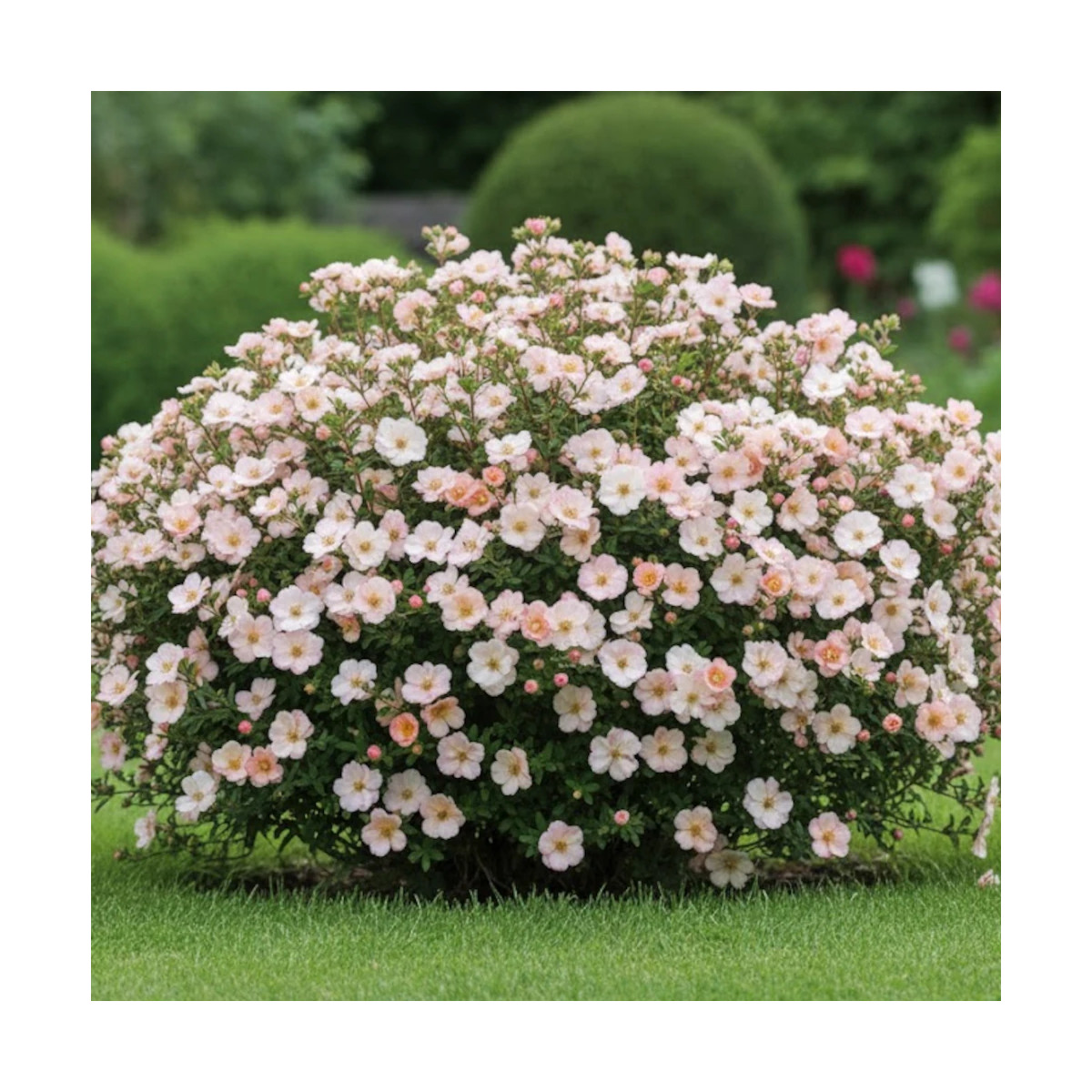Potentille arbustive Double Punch® Pastel 'MINCRERO04', Potentilla