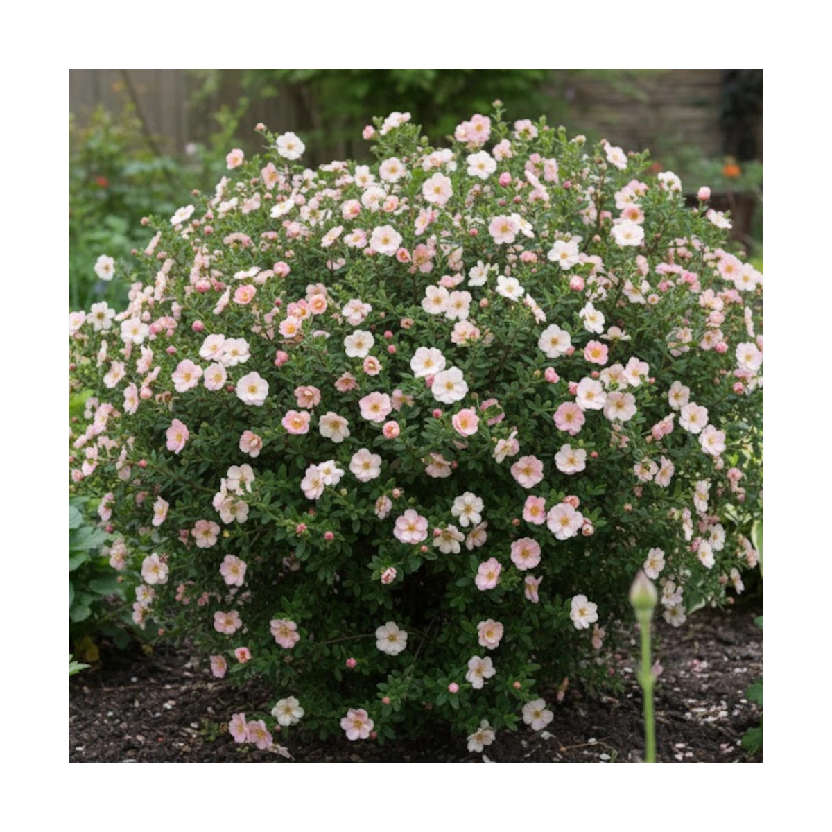Potentille arbustive Double Punch® Pastel 'MINCRERO04', Potentilla