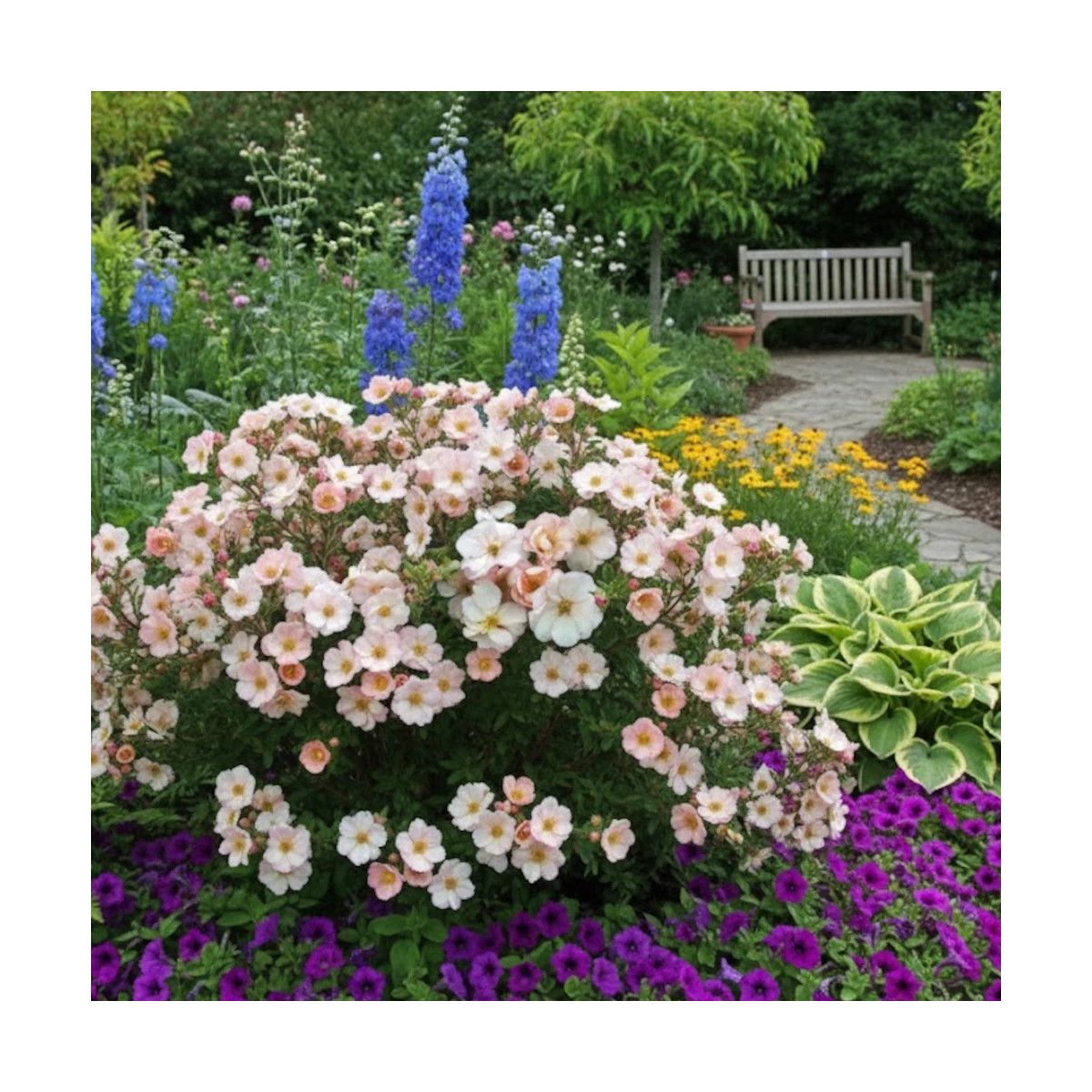 Potentille arbustive Double Punch® Pastel 'MINCRERO04', Potentilla
