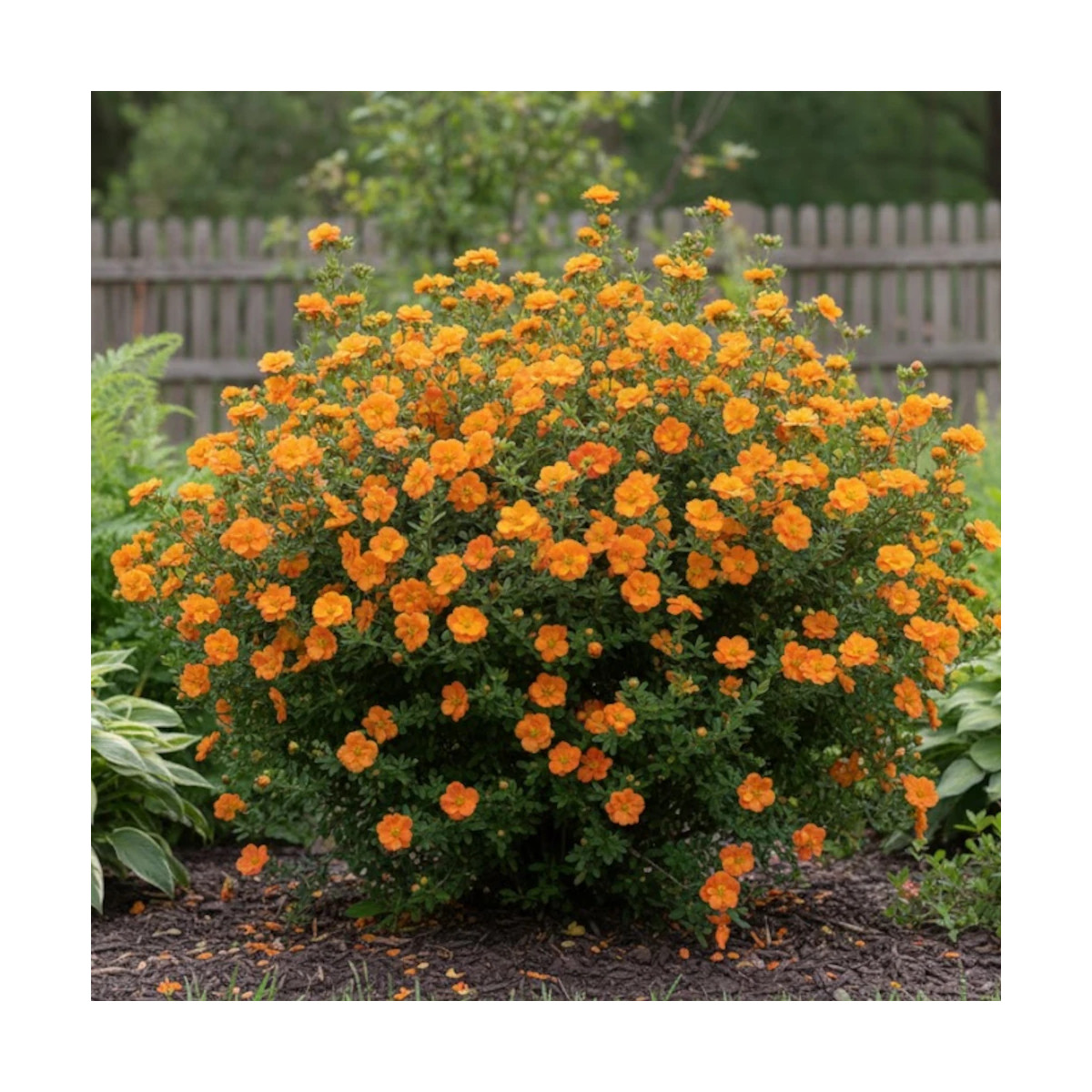 Potentille arbustive Double Punch® Tango - SILENCE, ça pousse !, Potentilla