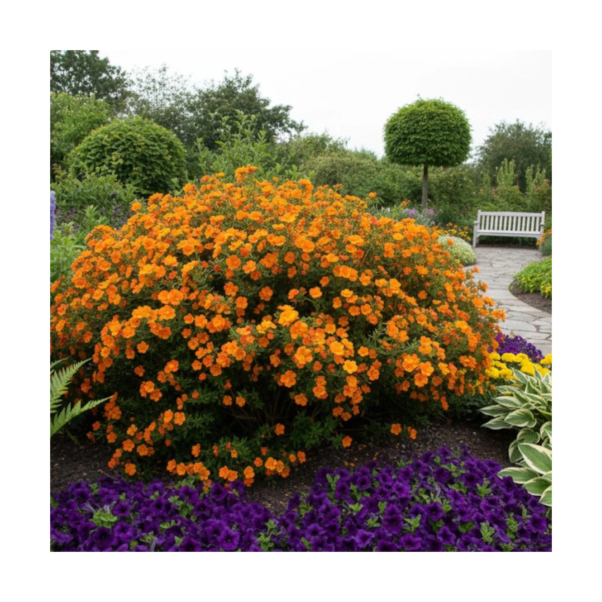 Potentille arbustive Double Punch® Tango - SILENCE, ça pousse !, Potentilla