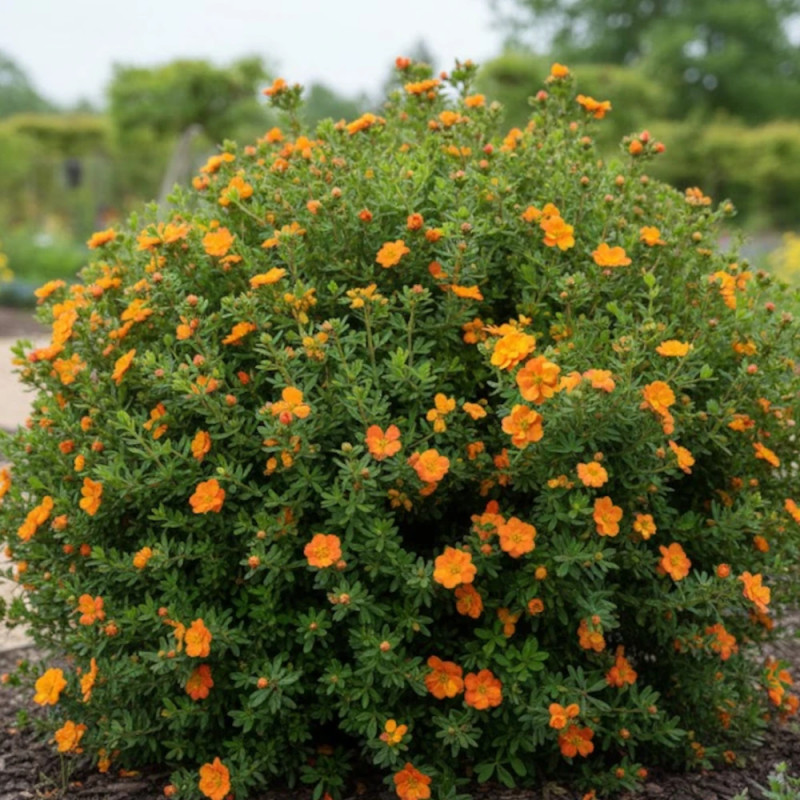 Potentille arbustive Double Punch® Tango - SILENCE, ça pousse !, Potentilla