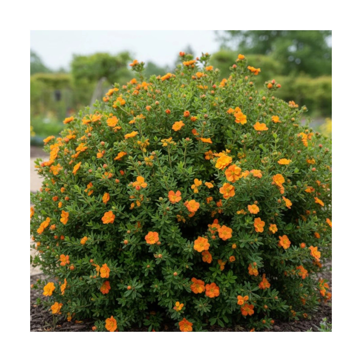 Potentille arbustive Double Punch® Tango - SILENCE, ça pousse !, Potentilla