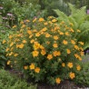 Potentille arbustive Orang\'issima®, Potentilla