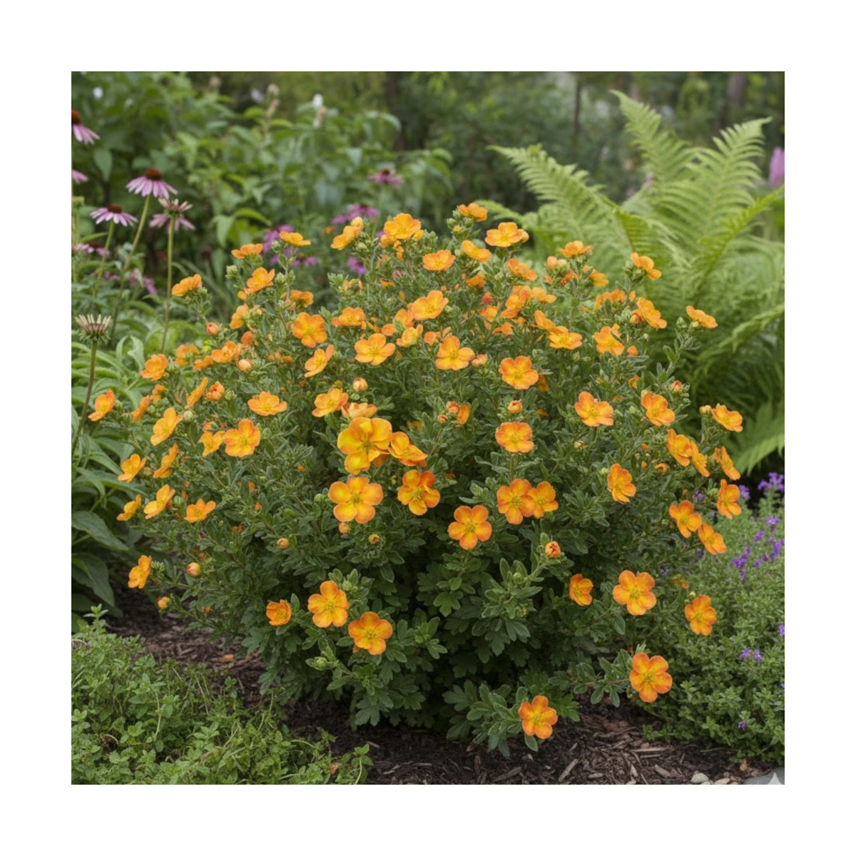 Potentille arbustive Orang'issima®, Potentilla