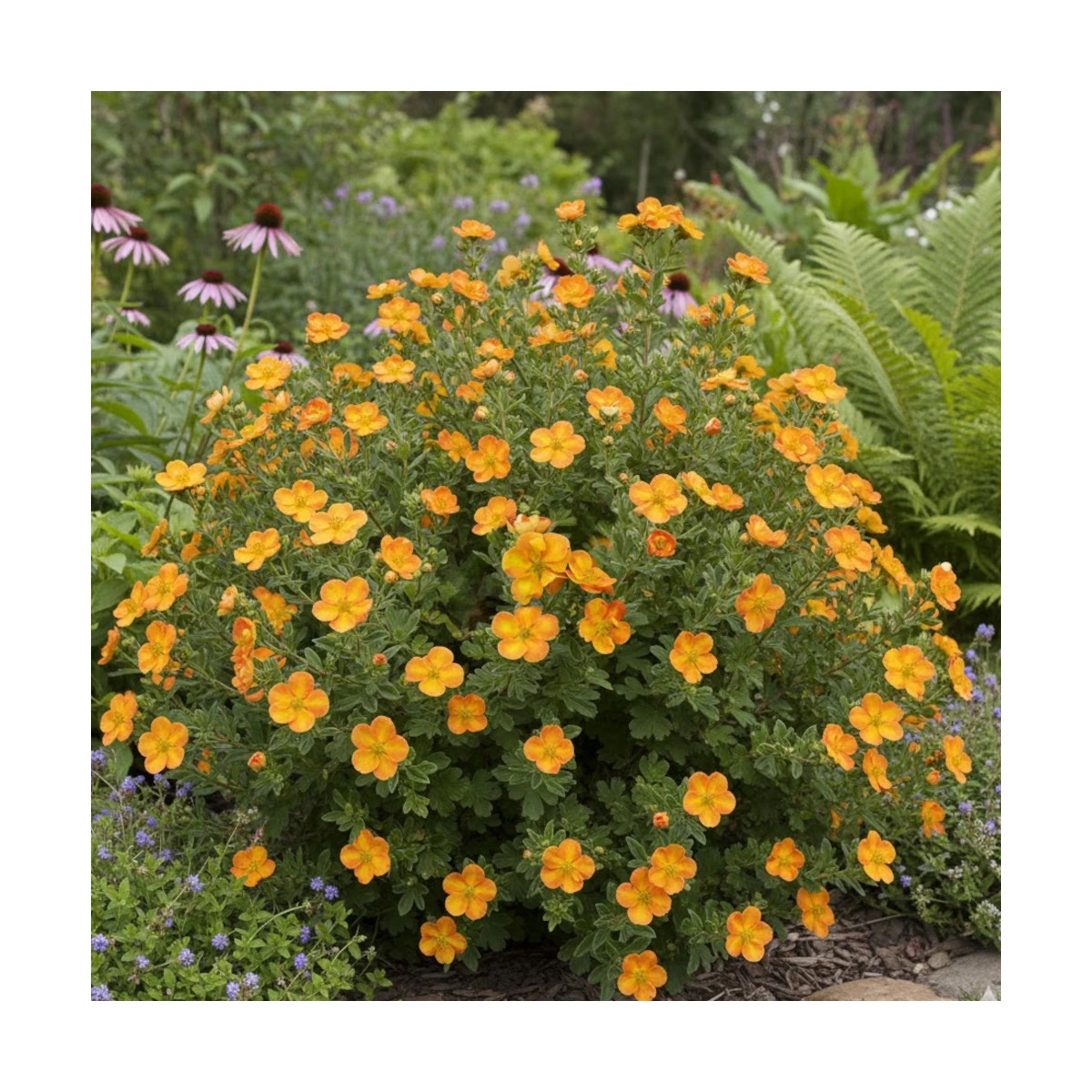 Potentille arbustive Orang'issima®, Potentilla