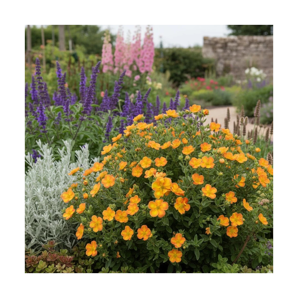 Potentille arbustive Orang'issima®, Potentilla