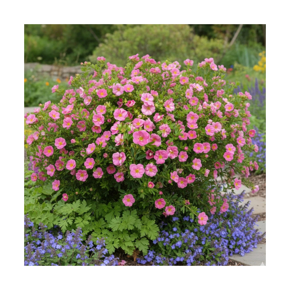 Potentille arbustive Pink Paradise® - SILENCE, ça pousse !, Potentilla Potentille arbustive Pink Paradise® - SILENCE, ça pousse !, Potentilla