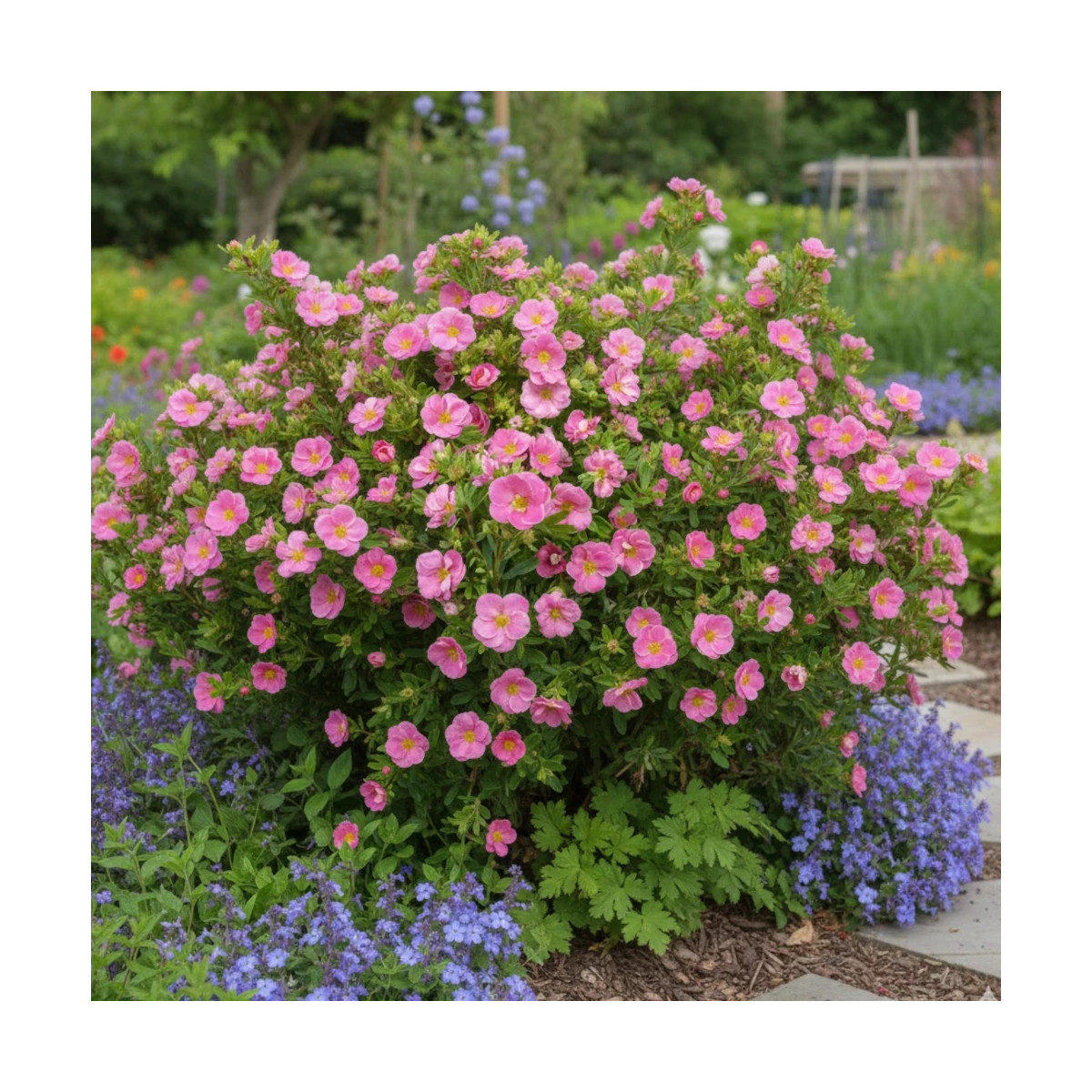 Potentille arbustive Pink Paradise® - SILENCE, ça pousse !, Potentilla Potentille arbustive Pink Paradise® - SILENCE, ça pousse !, Potentilla
