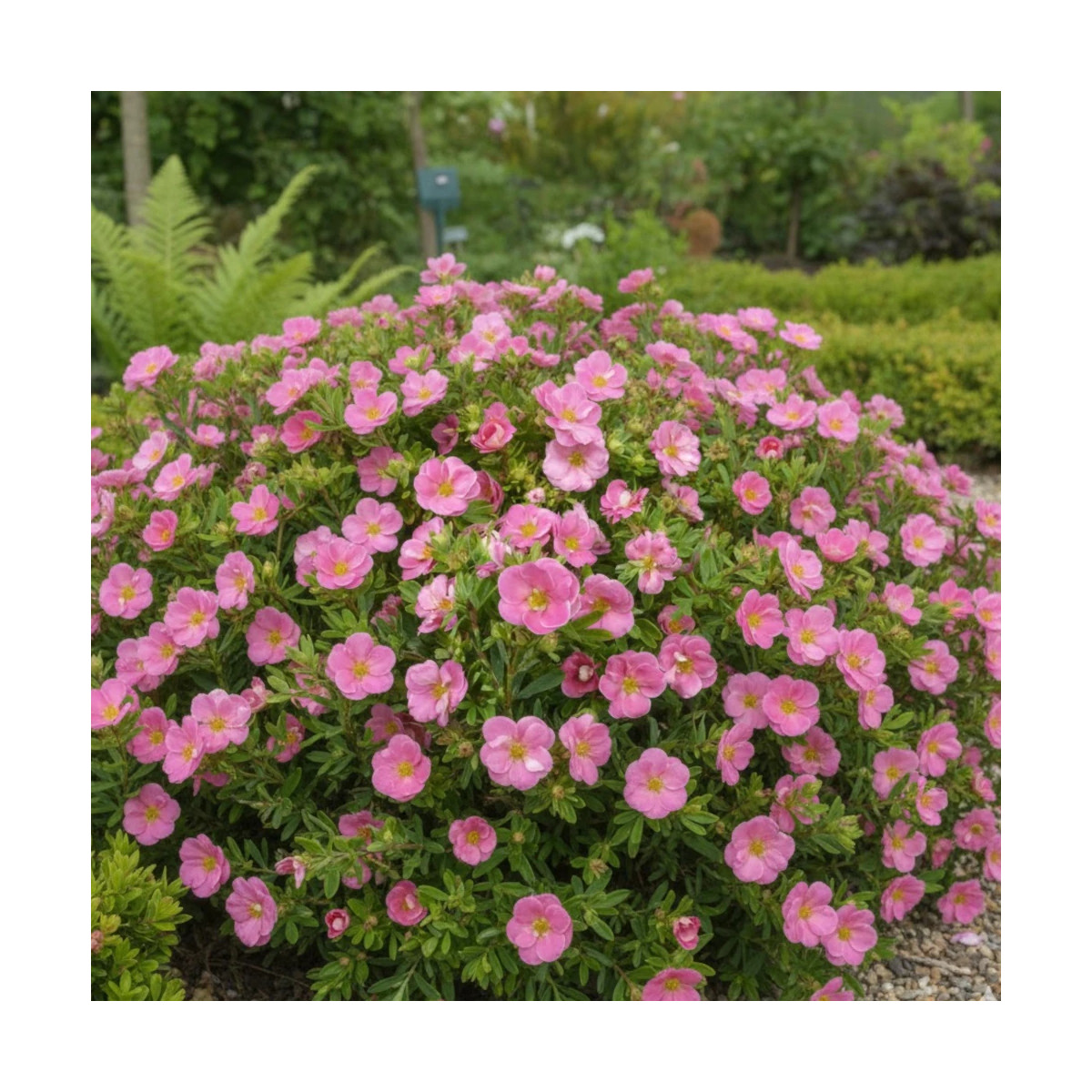 Potentille arbustive Pink Paradise® - SILENCE, ça pousse !, Potentilla Potentille arbustive Pink Paradise® - SILENCE, ça pousse !, Potentilla