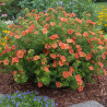 Potentille arbustive Red\'issima®, Potentilla