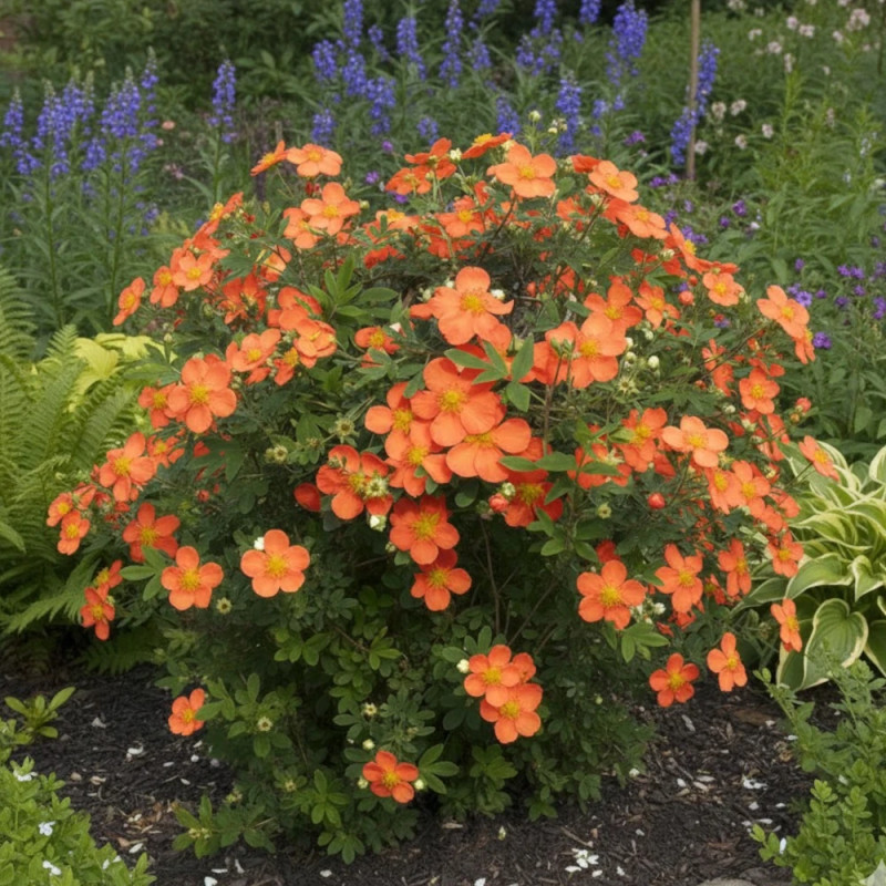 Potentille arbustive Solar'issima® - SILENCE, ça pousse !, Potentilla