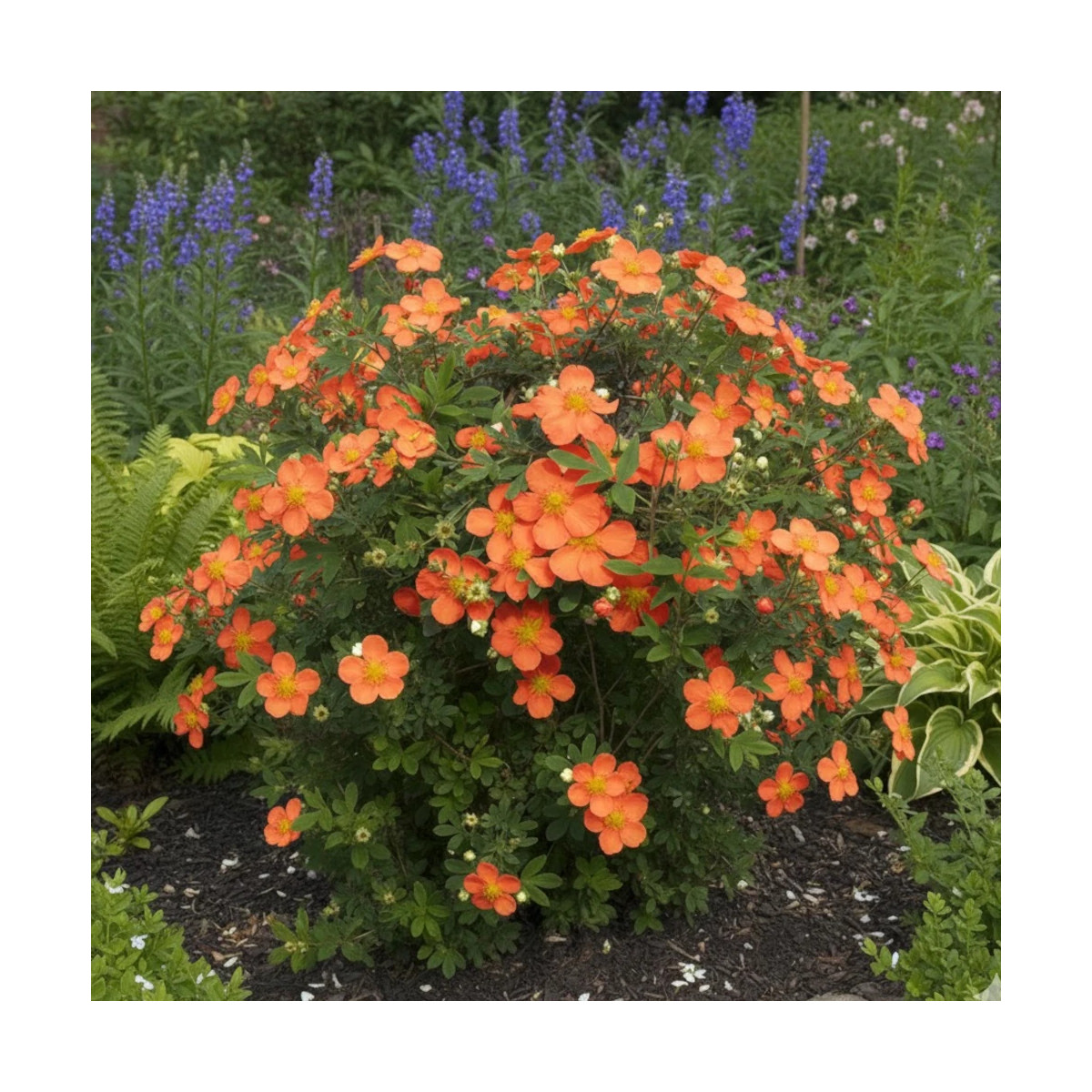 Potentille arbustive Solar'issima® - SILENCE, ça pousse !, Potentilla