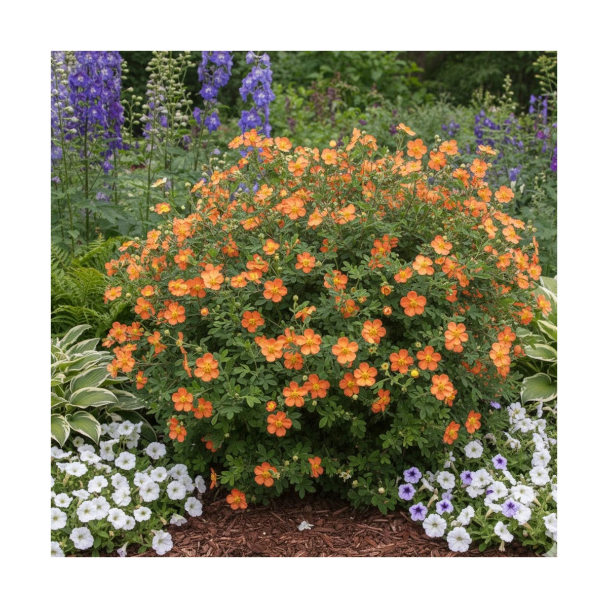 Potentille arbustive Solar'issima® - SILENCE, ça pousse !, Potentilla