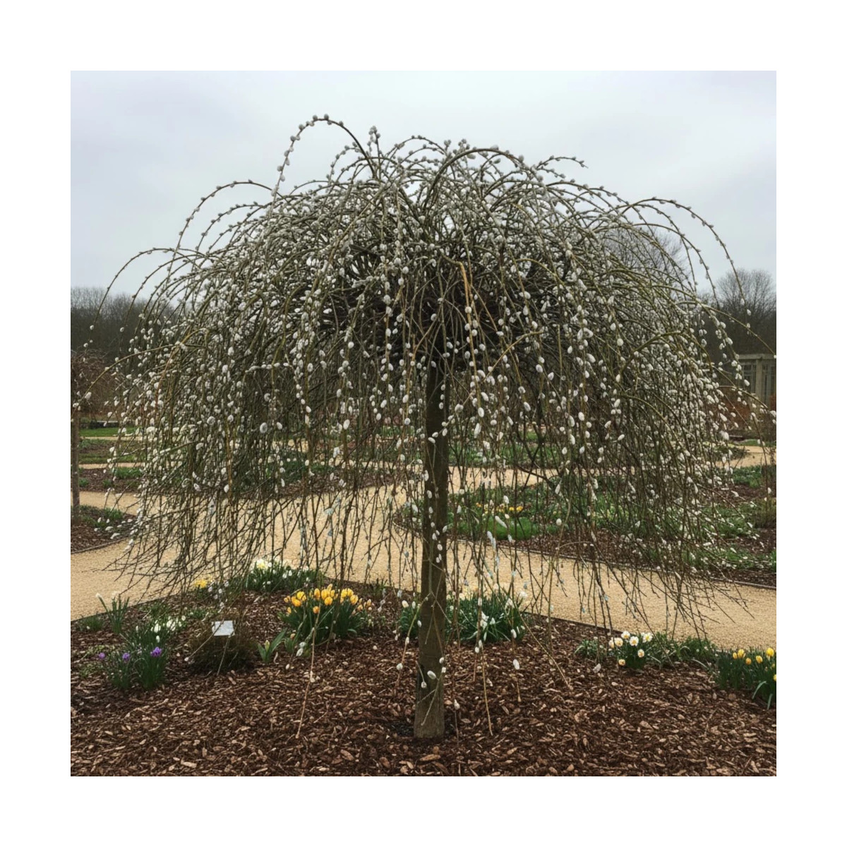 Saule marsault pleureur Curly Locks, Salix