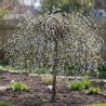 Saule marsault pleureur Curly Locks, Salix