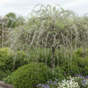 Saule marsault pleureur, Salix