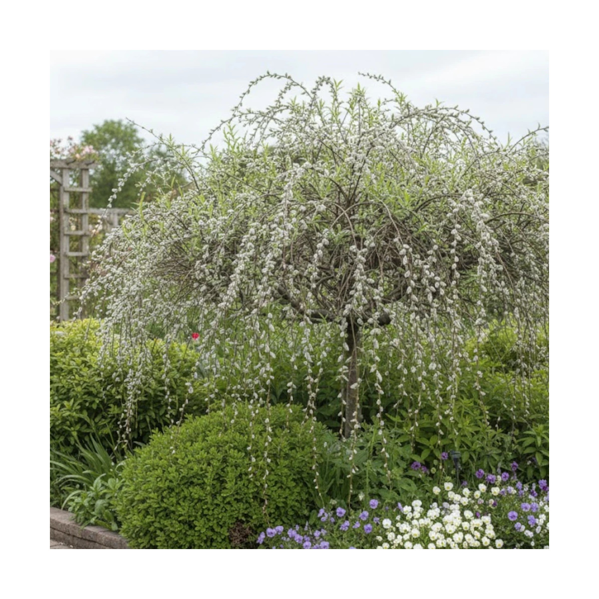 Saule marsault pleureur, Salix
