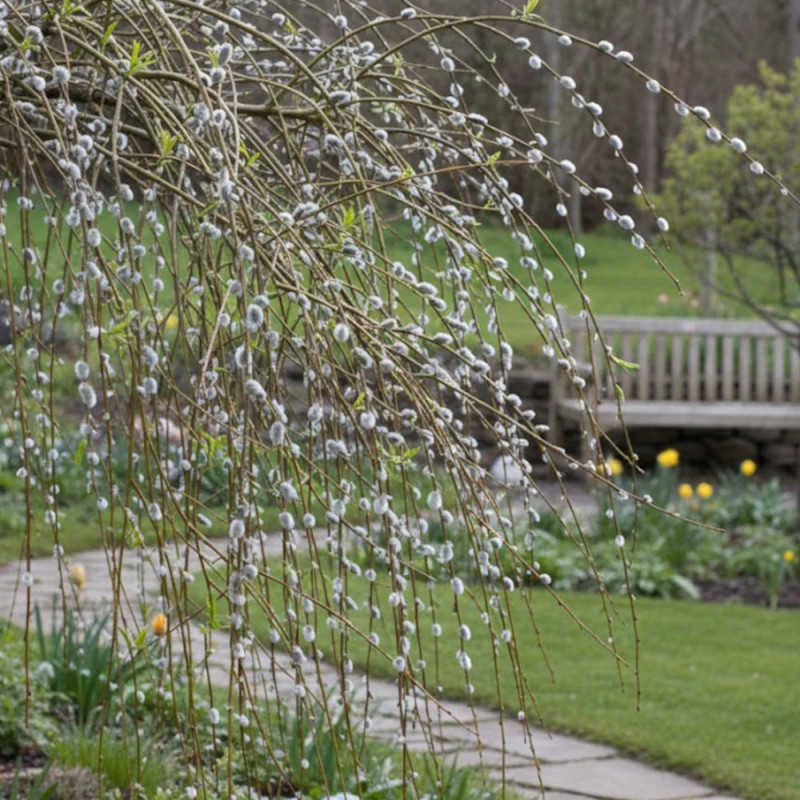 Saule marsault pleureur, Salix