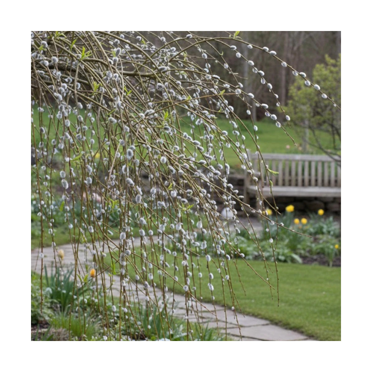 Saule marsault pleureur, Salix